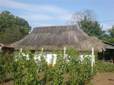 Szőlőskert Szőlőskert