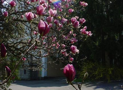 Magnoliák