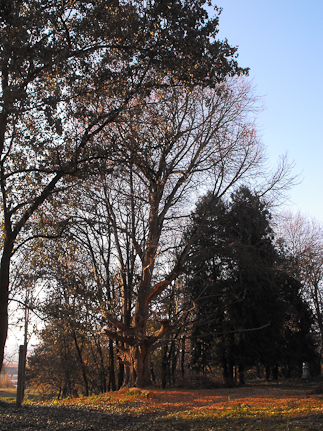Ginkgo-biloba